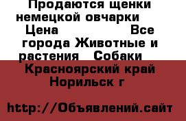 Продаются щенки немецкой овчарки!!! › Цена ­ 6000-8000 - Все города Животные и растения » Собаки   . Красноярский край,Норильск г.